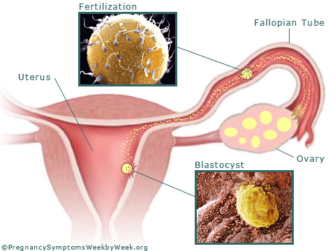 Figure 2: As you can see, fertilization and conception happen at different times and are separated by days at a time.